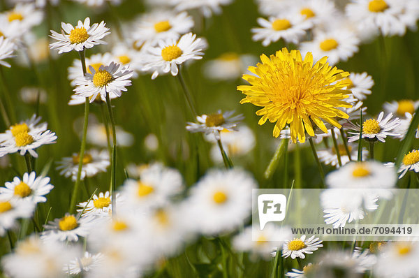 Germany  Bavaria  Dandelion between daisy flowers
