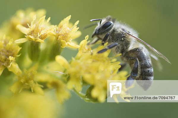 Honigbiene (Apis mellifera)  Haren  Emsland  Niedersachsen  Deutschland  Europa