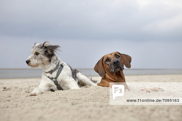 Zwei Hunde sind halb im Sand vergraben  Langeoog  Niedersachsen  Deutschland  Europa