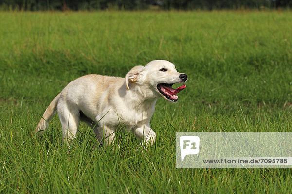 Golden Retriever (Canis lupus familiaris) puppy  three months  running across a meadow