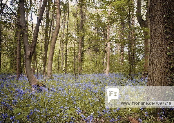 Purpurne Wildblumen im Wald