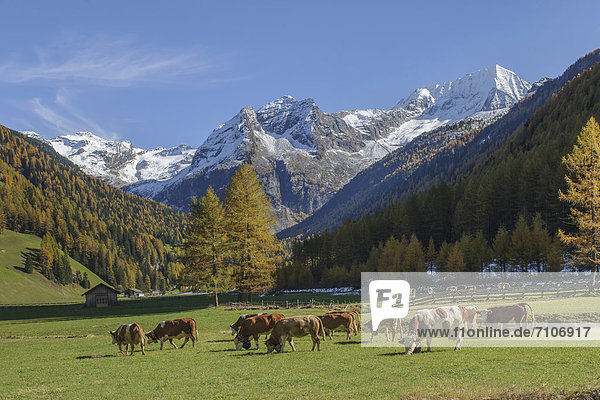 Kühe auf der Weide  Naturpark Rieserferner Ahrn  Südtirol  Italien