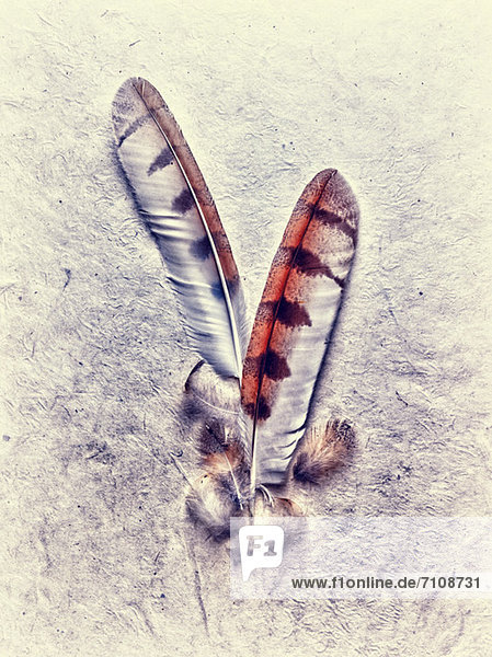 Owl feathers