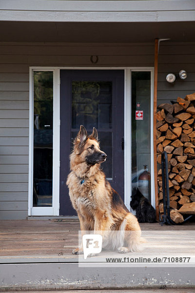 German shepherd on house porch