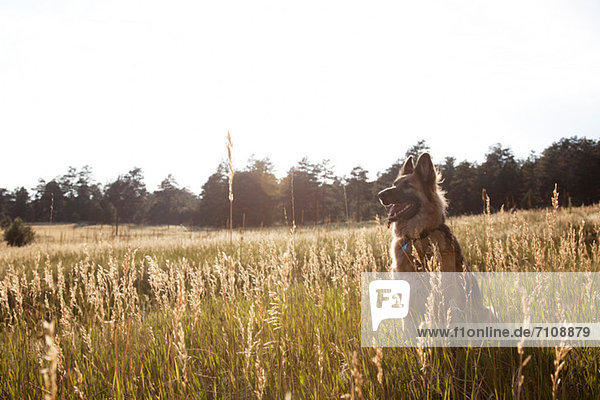 German Shepherd in a field