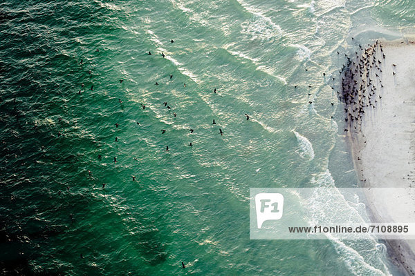 Vogelschwarm über dem Meer bei Egmont Key National Wildlife Refuge  Tampa Bay  Florida  USA