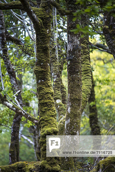 Urwald  bemooste Baumstämme  Glenveagh-Nationalpark  County Donegal  Republik Irland