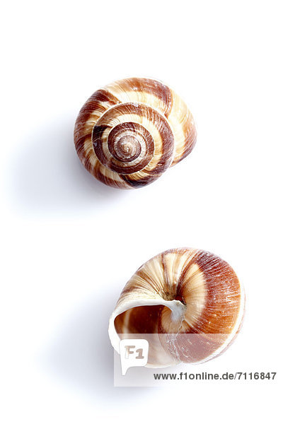 Zwei Weinbergschnecken-Gehäuse