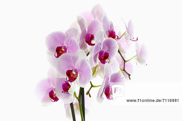Pink Orchideen (Orchidaceae)