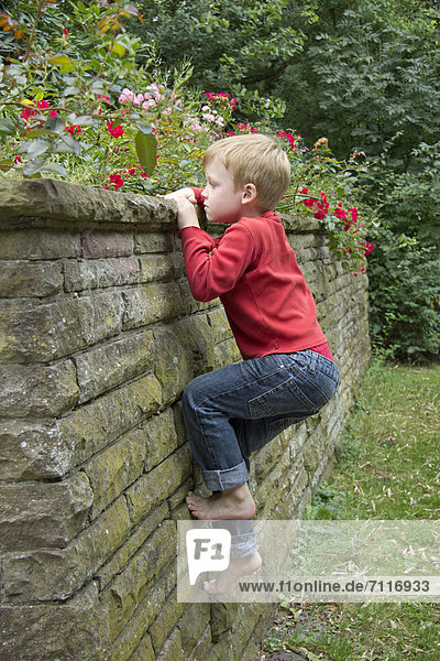 Young boy climbing a wall  Seedorf  Schleswig-Holstein  Germany  Europe