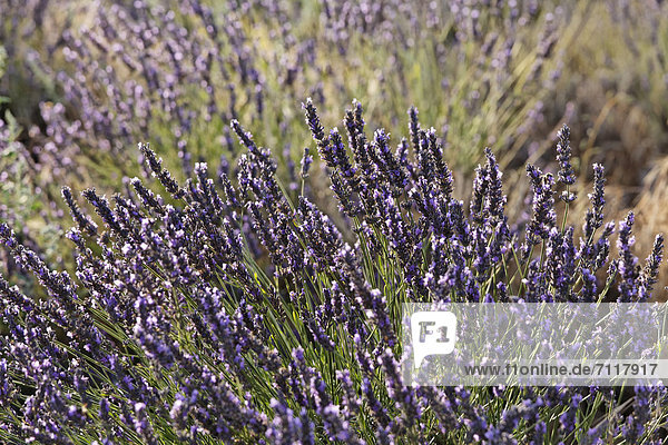 Lavendelfeld auf dem Plateau von Valensole Riez Region Provence DÈpartement Alpes-de-Haute-Provence Frankreich Europa