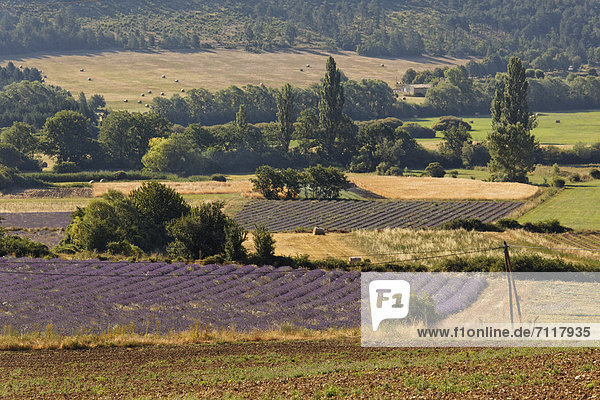 Lavendelfelder bei Sault  Apt  Region Provence  DÈpartement Vaucluse  Frankreich  Europa