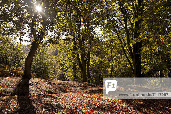 Alte Waldbäume werfen Schatten im Herbst  Hindhead  Hampshire  England  Großbritannien  Europa
