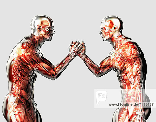 Männliche anatomische Modelle beim Armdrücken vor weißem Hintergrund