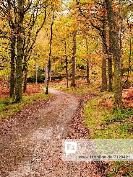 nahe Nationalpark Laubwald Farbe Farben Großbritannien See Herbst Cumbria Ortsteil England Keswick