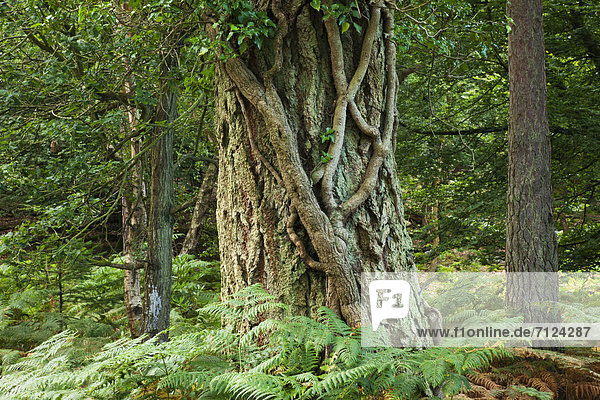 Laubwald  Europa  Baum  britisch  Großbritannien  Wald  Wurzel  England  Hampshire  Reben