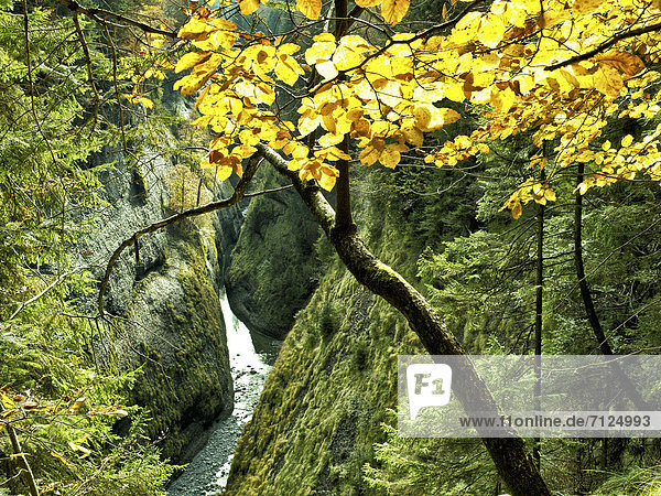 creek  brook  rivulet  beck  abyss  precipice  kloof  ravine  gorge  gill  mountain torrent  Emme  Emmental  canton Bern  nature  Räbloch  natural monument  Schangnau  Switzerland  water  common beech  Fagus silvatica  yellow  autumn  fall  foliage  Indian Summer  autumn leaves  tectonics  conglomerate
