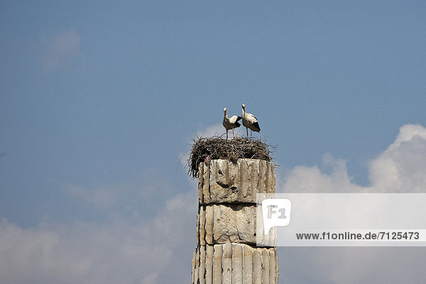 Weißstorch Ciconia ciconia Tier Paar Paare Säule Vogel Artemistempel sich paaren Paarung Storch Türkei