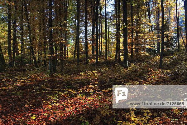 Buche Buchen Farbaufnahme Farbe Botanik Baum gelb Wald Pflanze Holz Herbst rot glänzen Laubbaum Rotbuche Fagus sylvatica Laub Mischwald Schweiz Kanton Zürich