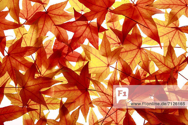 Maple  leaf  leaves  detail  isolated  back light  autumn  autumn color  autumn colors  autumn foliage  colouring  background  foliage  macro  pattern  structure  close-up  Switzerland  Europe  studio  turning  in  abstract  bright  colored foliage  colorful  release  yellow shine  graphical  concepts  autumnal  orange  red  dye  white  white background