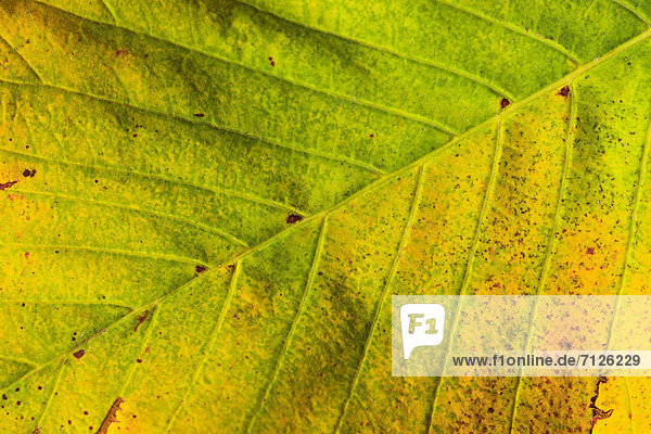 Makroaufnahme Detail Details Ausschnitt Ausschnitte Farbaufnahme Farbe Farbe Farben Helligkeit Europa drehen Konzept gelb grün Close-up Herbst Laub Färbemittel Schweiz
