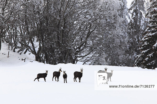 Mittelgroße Menschengruppe  Mittelgroße Menschengruppen  Kälte  stehend  Europa  Schneedecke  Berg  Winter  Schnee  Tier  Säugetier  Spiel  Eis  Alpen  schweizerisch  Schweiz