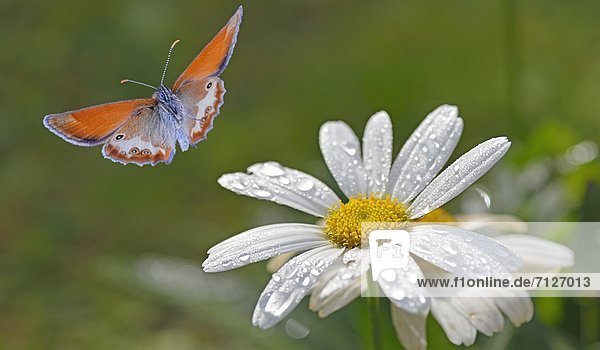 Perlgrasfalter (Coenagrion arcania) fliegt an einer Blüte