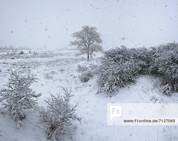 Netherlands Holland Europe Egmond Binnen Landscape Field Meadow Trees Winter Snow Ice snowfall snow flurry Lonely tree