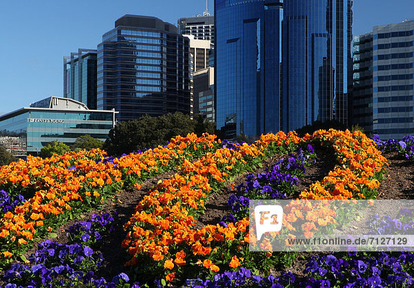 Blumenbeet  Skyline  Skylines  Blume  Kontrast  Australien  Perth  Western Australia