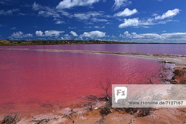 Farbaufnahme Farbe Wasser Wolke Industrie Kontrast Himmel See Meer Braunalge pink bemalen Alge Australien Lagune Speisesalz Salz Westküste Western Australia
