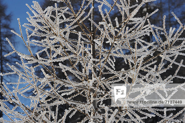 Switzerland  Davos  Graubünden  Grisons  winter  snow  hoarfrost  tree  branches  knots