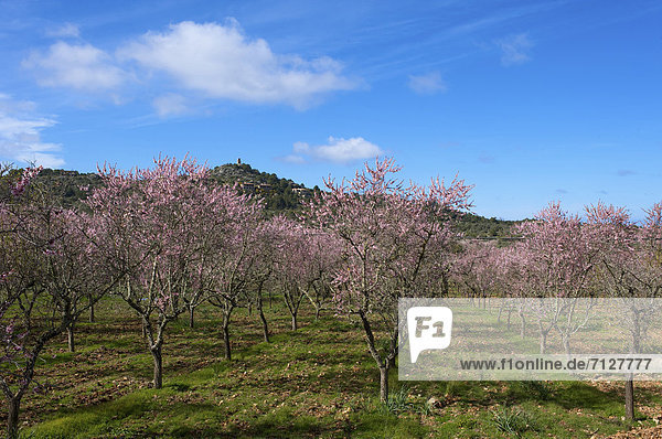 Mandelbaum  Prunus dulcis  Außenaufnahme  Europa  Tag  europäisch  niemand  Blüte  Natur  Insel  Mallorca  Mandel  Balearen  Balearische Inseln  freie Natur  Spanien  spanisch  Valldemossa