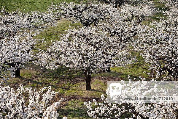 Landschaftlich schön  landschaftlich reizvoll  Frankreich  Europa  Baum  Blüte  Provence - Alpes-Cote d Azur