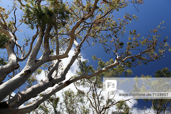 Koala Phascolarctus cinereus Baum Himmel weiß Natur Feuer Baumstamm Stamm Flachwinkelansicht typisch Baumrinde Rinde Buschbrand Eukalyptus
