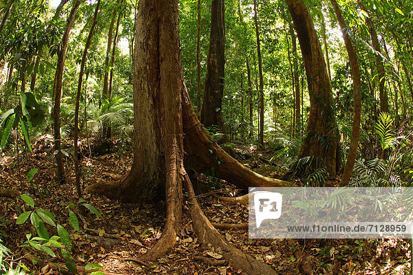 hoch oben nahe Nationalpark Urlaub Entspannung ruhen gehen Baum Wald Natur Pflanze Farn Holz Insekt Palme Schlucht Strauch Regenwald Feuchtgebiet Australien alt Queensland Rest Überrest
