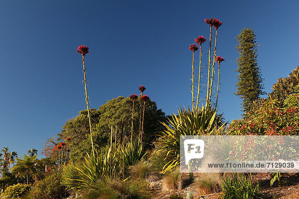 blauer Himmel wolkenloser Himmel wolkenlos Botanischer Garten Botanische Sehenswürdigkeit Morgen Großstadt Pflanze Farn Australien Metropole New South Wales Sonne Sydney