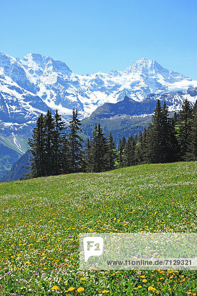 Hochformat  Landschaftlich schön  landschaftlich reizvoll  Europa  Berg  Ruhe  niemand  Reise  Natur  Wiese  Geographie  Außenaufnahme  Westalpen  Bern  Berner Oberland  Idylle  Schnee  Schweiz