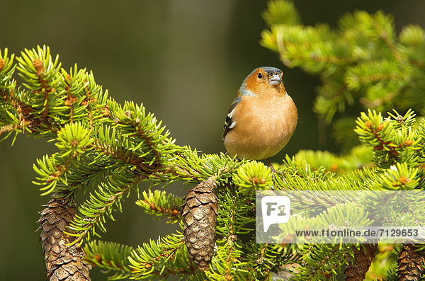 Europe  Sweden  Hamra  animals  bird  passerine bird  finch  ghaffinch  Fringilla coelebs  on pine