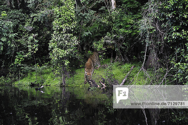 Panther  animal  water  forest  tropical forest  Lago de Tarapoto  Amazon  River  Puerto Narino  Colombia  South America
