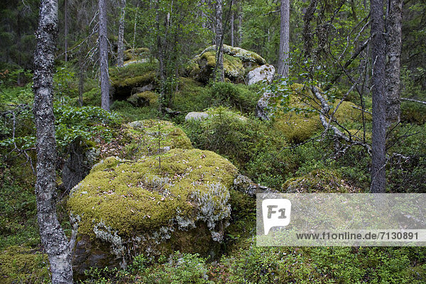 Urlaub, Regenwald, Wald, Landschaftlich schön, landschaftlich reizvoll, Holz, Finnland, Moos, Nordeuropa, Skandinavien