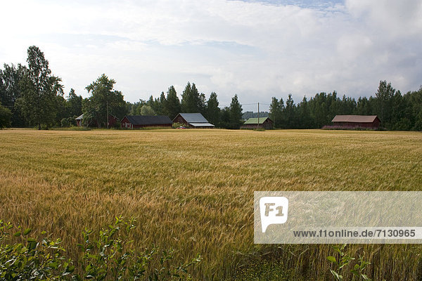 Scandinavia  Finland  north  Europe  Northern Europe  country  travel  vacation  landscape  farming  forest edge  wood  forest  meadow  country  cultivated land  plants  flowers  grain  agriculture