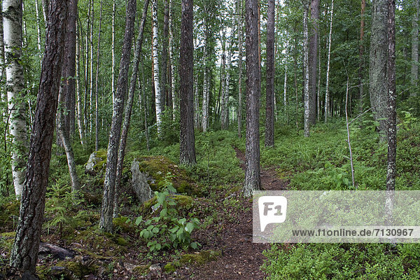 Urlaub gehen Landschaft Weg Reise Wald Holz spazierengehen spazieren gehen Finnland Nordeuropa Skandinavien