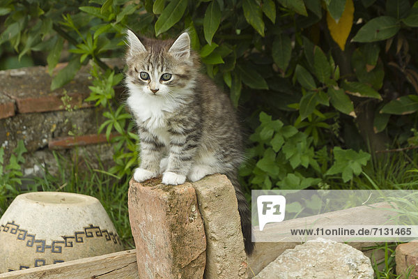 Animal  cat  kitten  young  garden  domestic animal  pet  fence