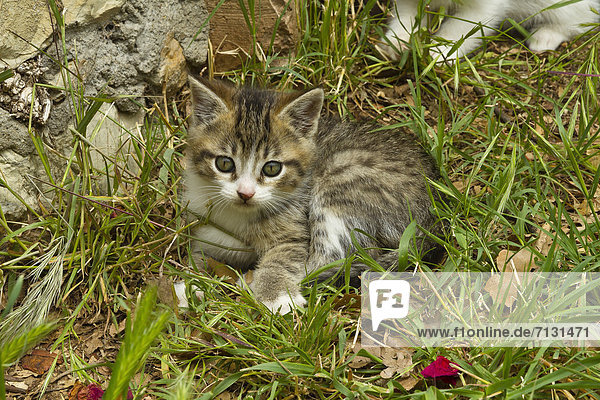 Animal  cat  kitten  young  garden  domestic animal  pet  meadow