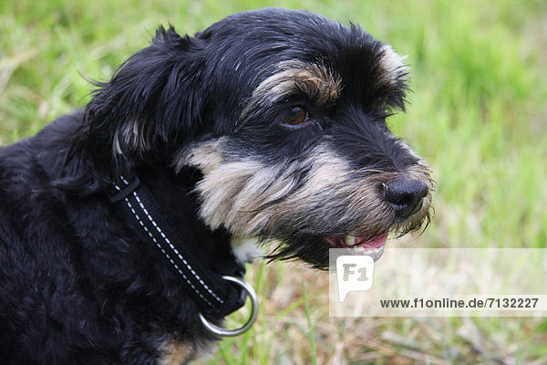 Portrait Tier Haustier Hund Tierischer Kopf Tierkopf