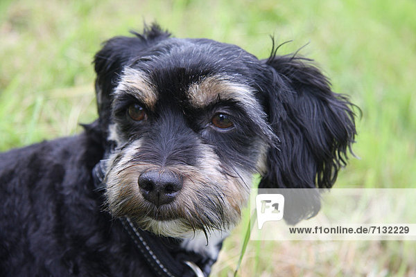 Portrait Tier Haustier Hund Tierischer Kopf Tierkopf