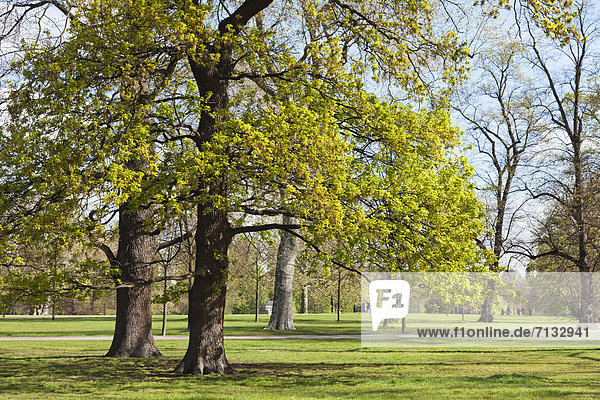 Europa  Baum  britisch  Großbritannien  London  Hauptstadt  England  Kensington Gardens  Jahreszeit