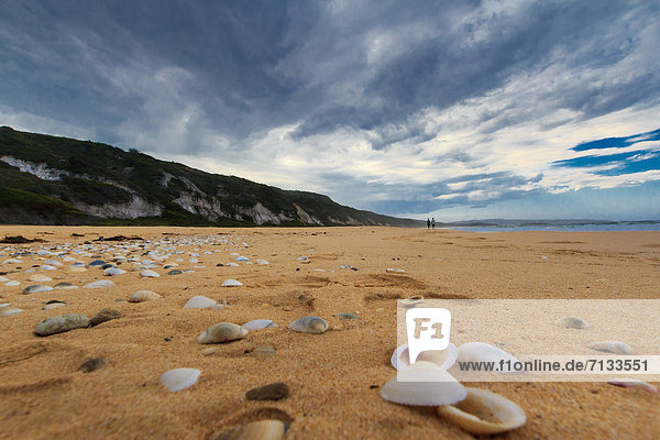 Strand  Küste  Sand  Seemuschel  Australien  New South Wales