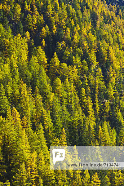 hoch oben Europa Baum gelb grün Wald Natur Holz Tirol Obergurgl Lärche Österreich