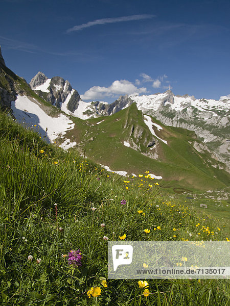 Blumenwiese  Europa  Berg  Blume  grün  Alpen  Wiese  Gewürz  Gras  Schweiz